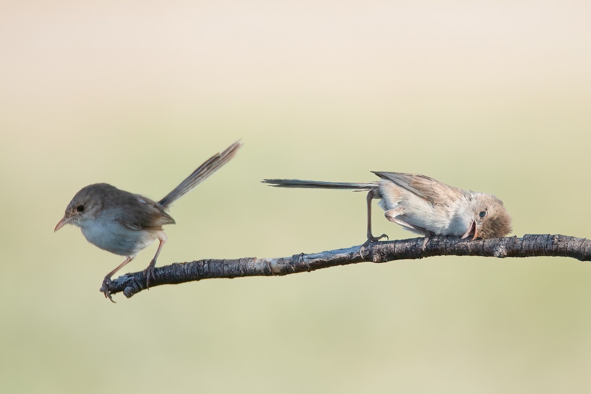 White-winged Fairywren (Blue-and-white) - ML637529564