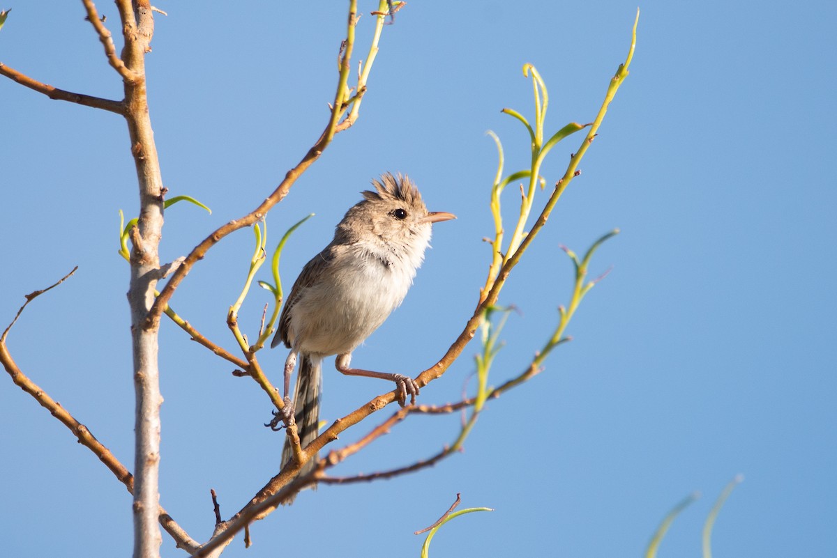 White-winged Fairywren (Blue-and-white) - ML637529565