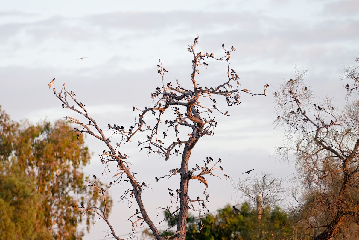 Tree Martin - ML637529585