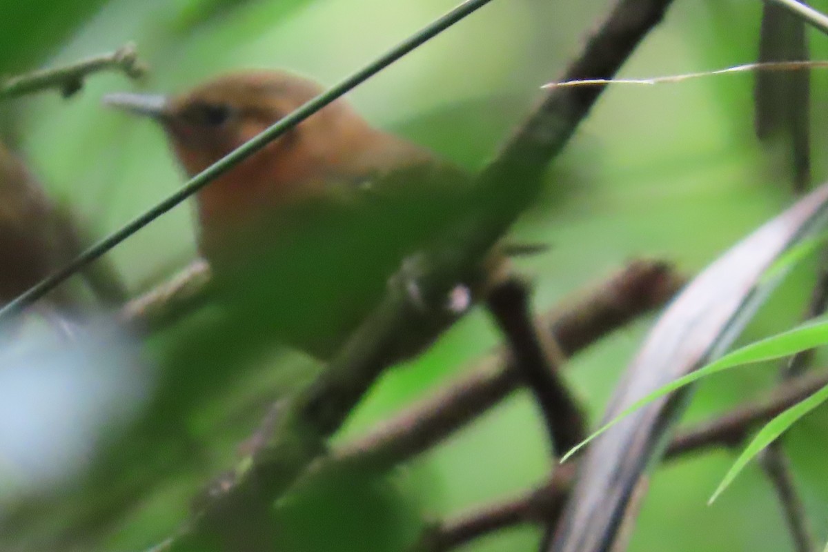 Rufous-browed Wren - ML637529590
