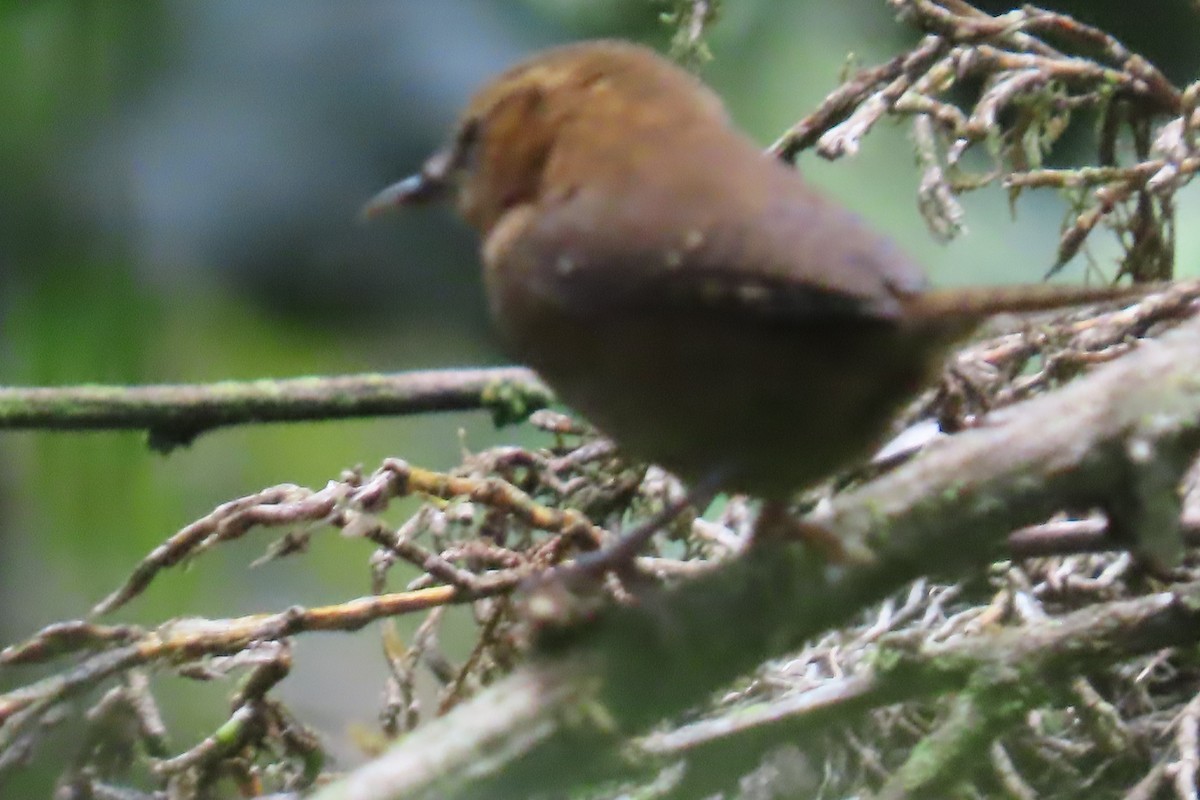 Rufous-browed Wren - ML637529591