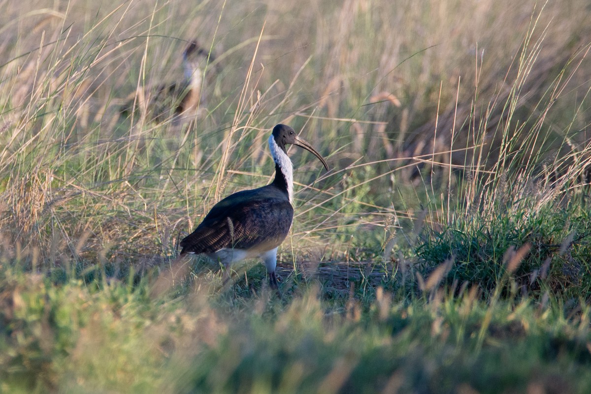 ibis slámokrký - ML637529605