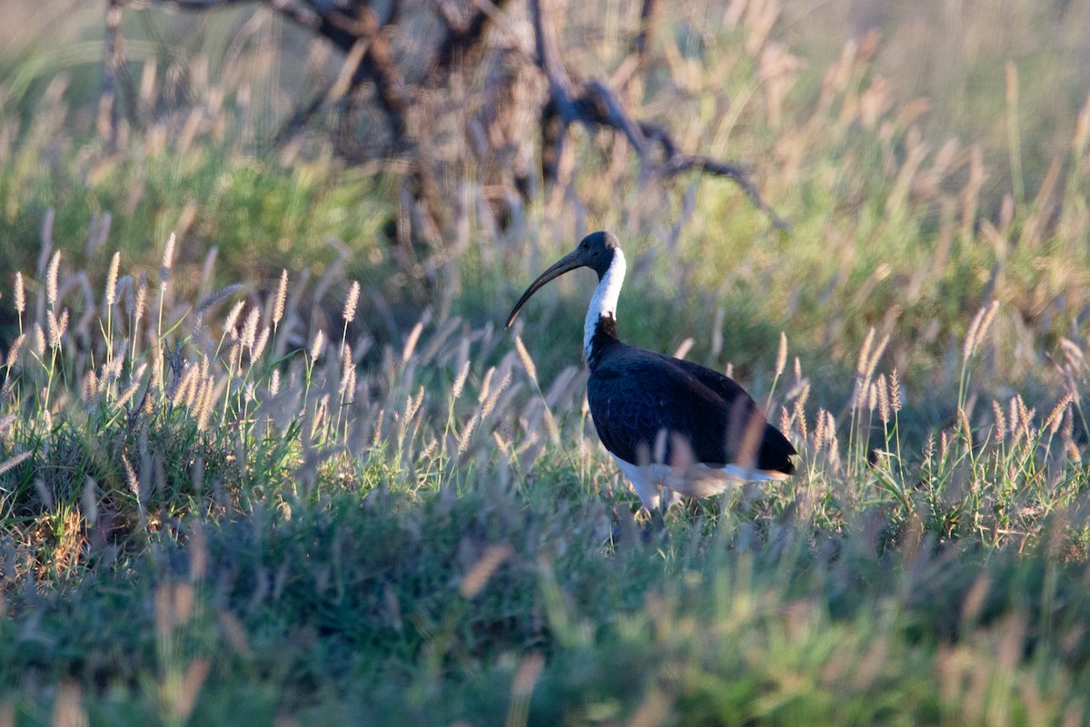 ibis slámokrký - ML637529606
