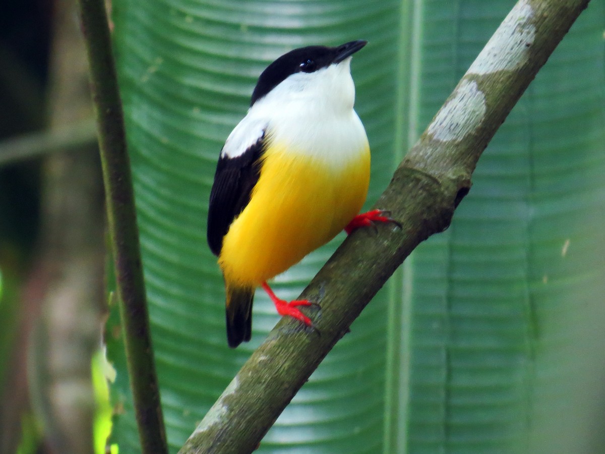White-collared Manakin - ML637529622