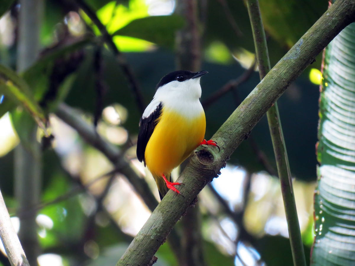 White-collared Manakin - ML637529623