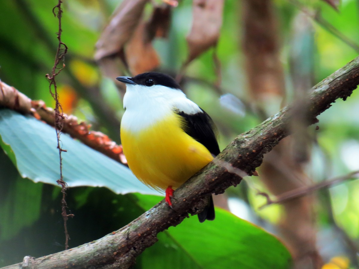 White-collared Manakin - ML637529624
