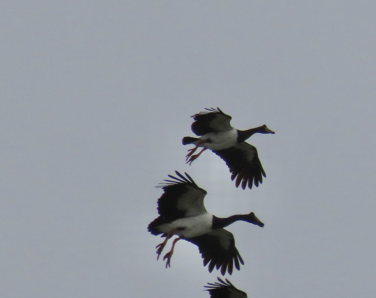 Magpie Goose - ML637529625