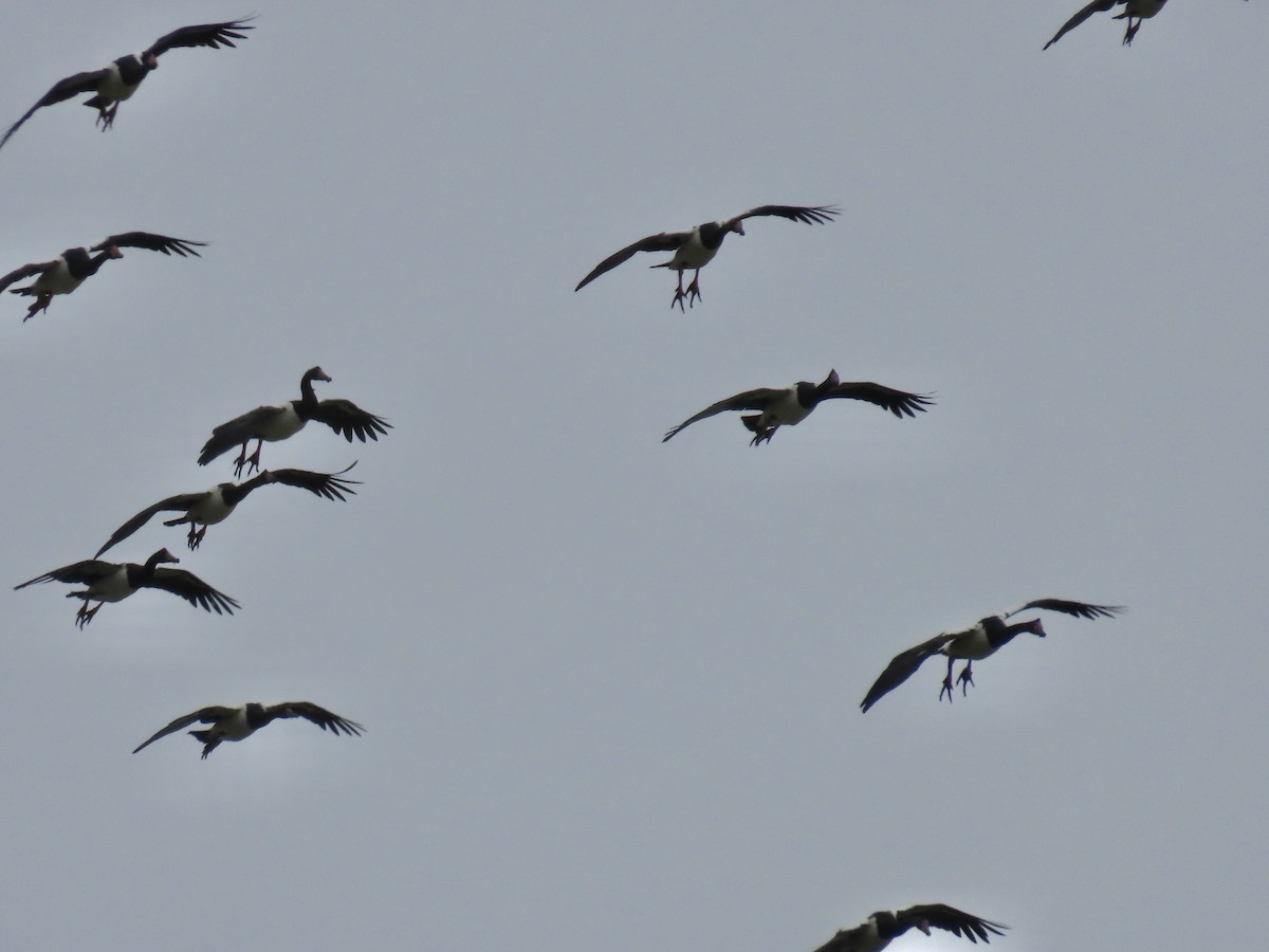 Magpie Goose - ML637529626
