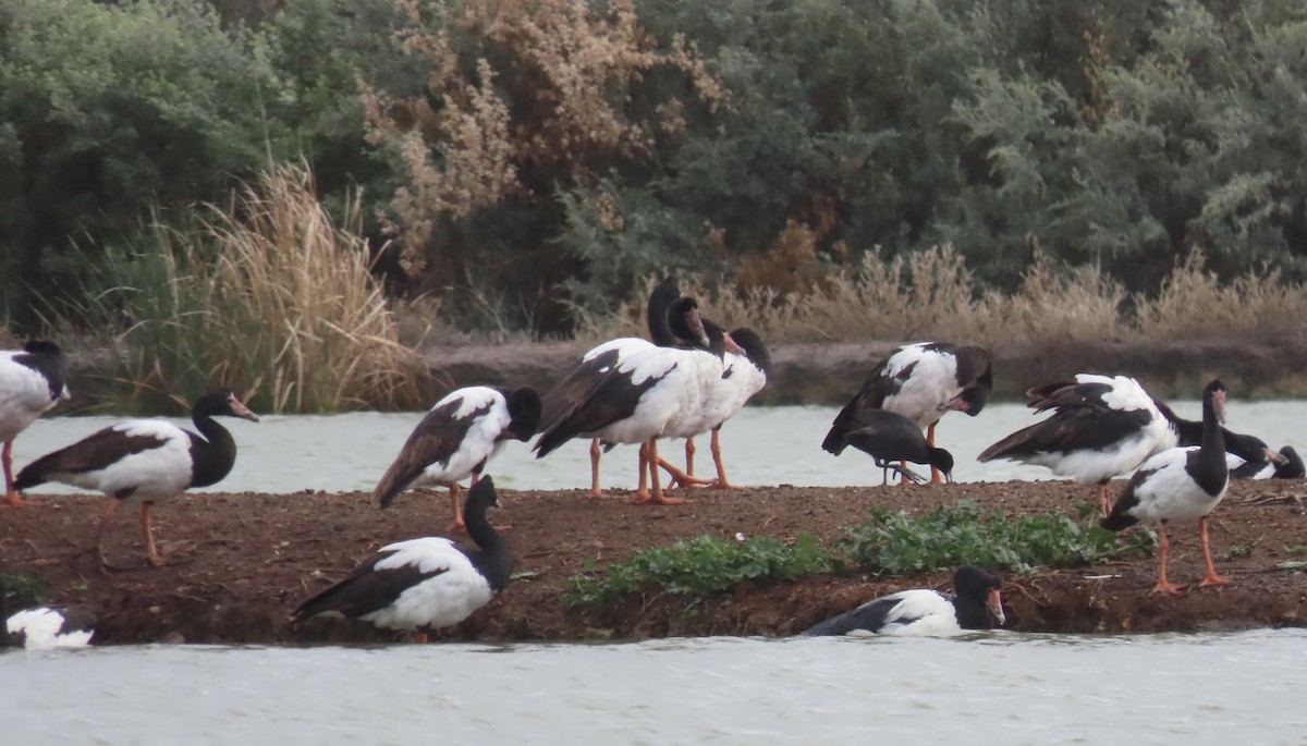 Magpie Goose - ML637529627
