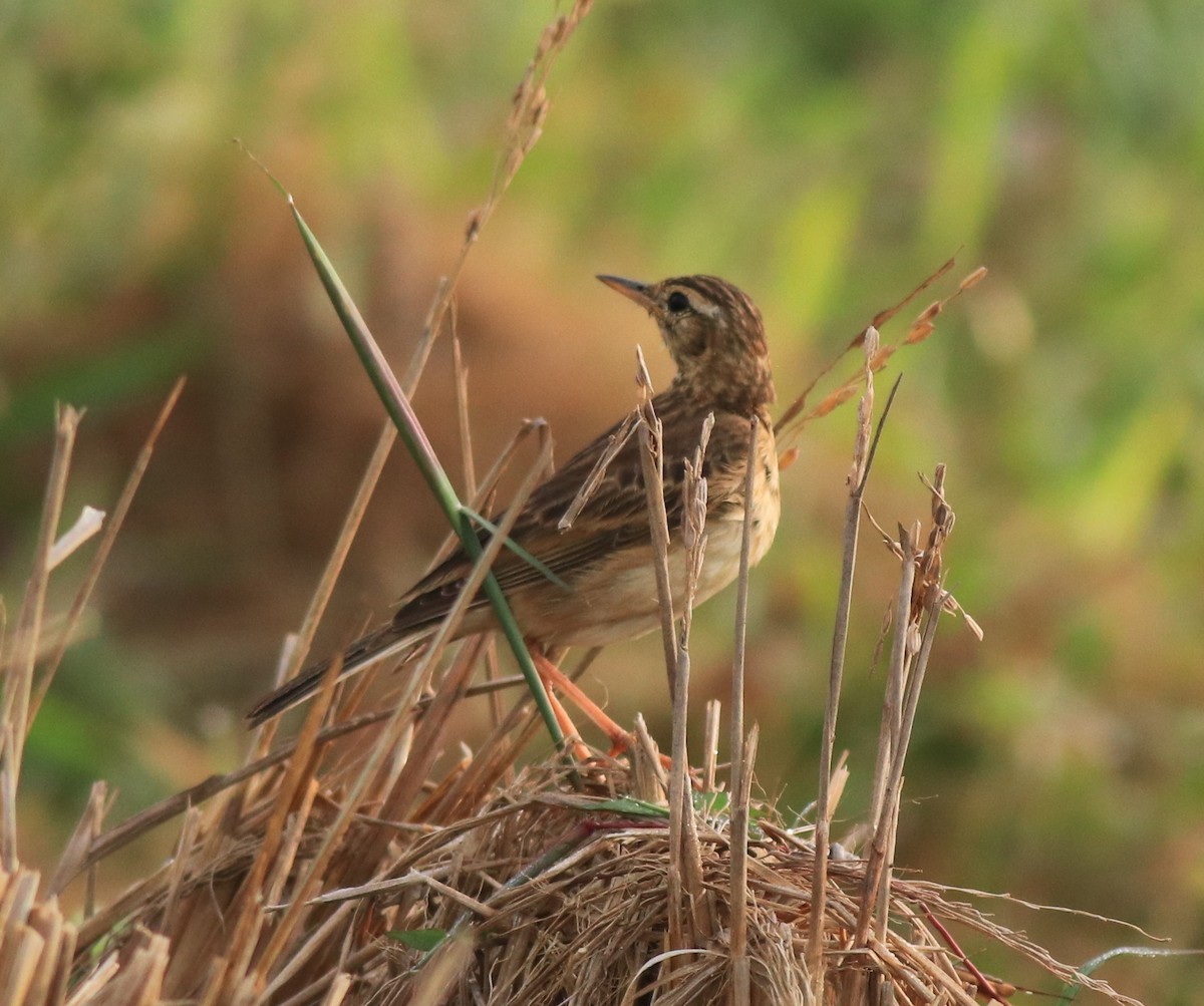 Paddyfield Pipit - ML637529631