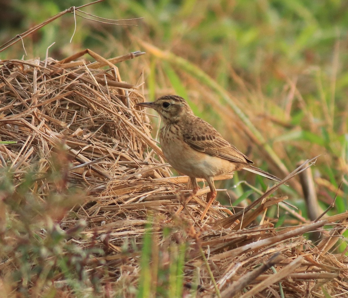 Paddyfield Pipit - ML637529632