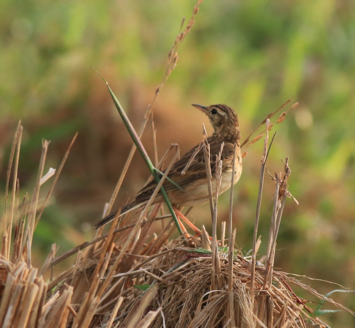 Paddyfield Pipit - ML637529633