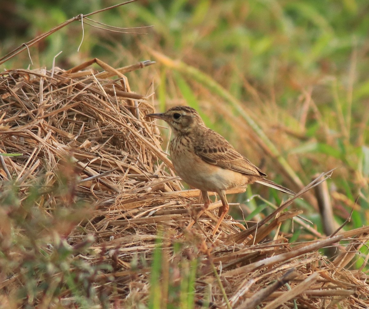Paddyfield Pipit - ML637529634
