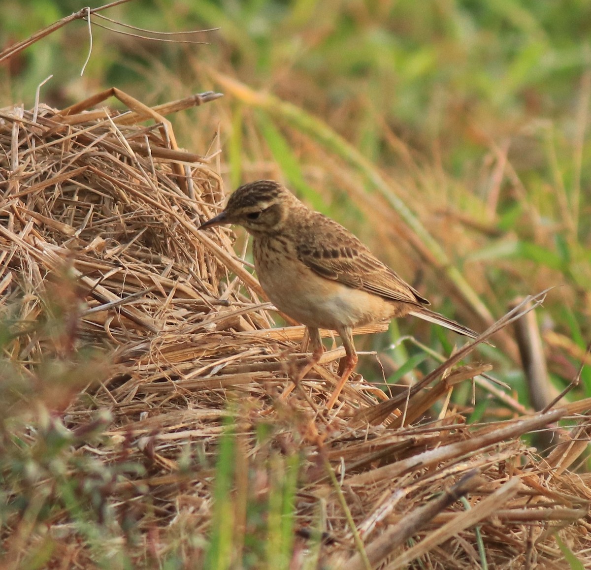 Paddyfield Pipit - ML637529635