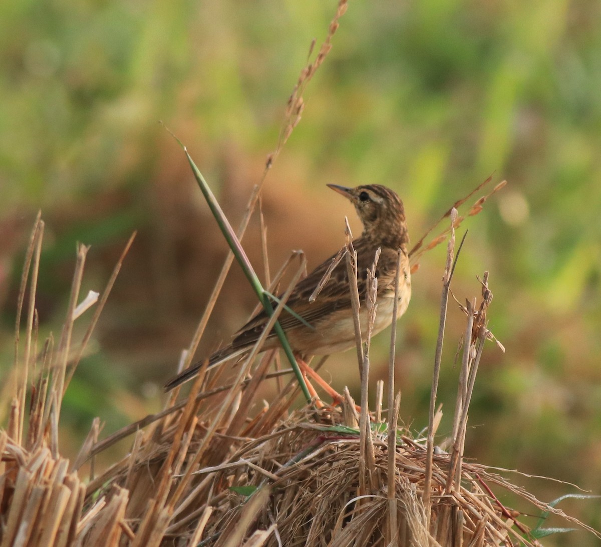 Paddyfield Pipit - ML637529636