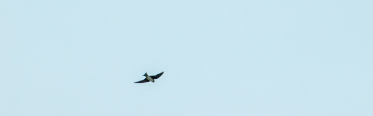 Tree Swallow - ML637529643