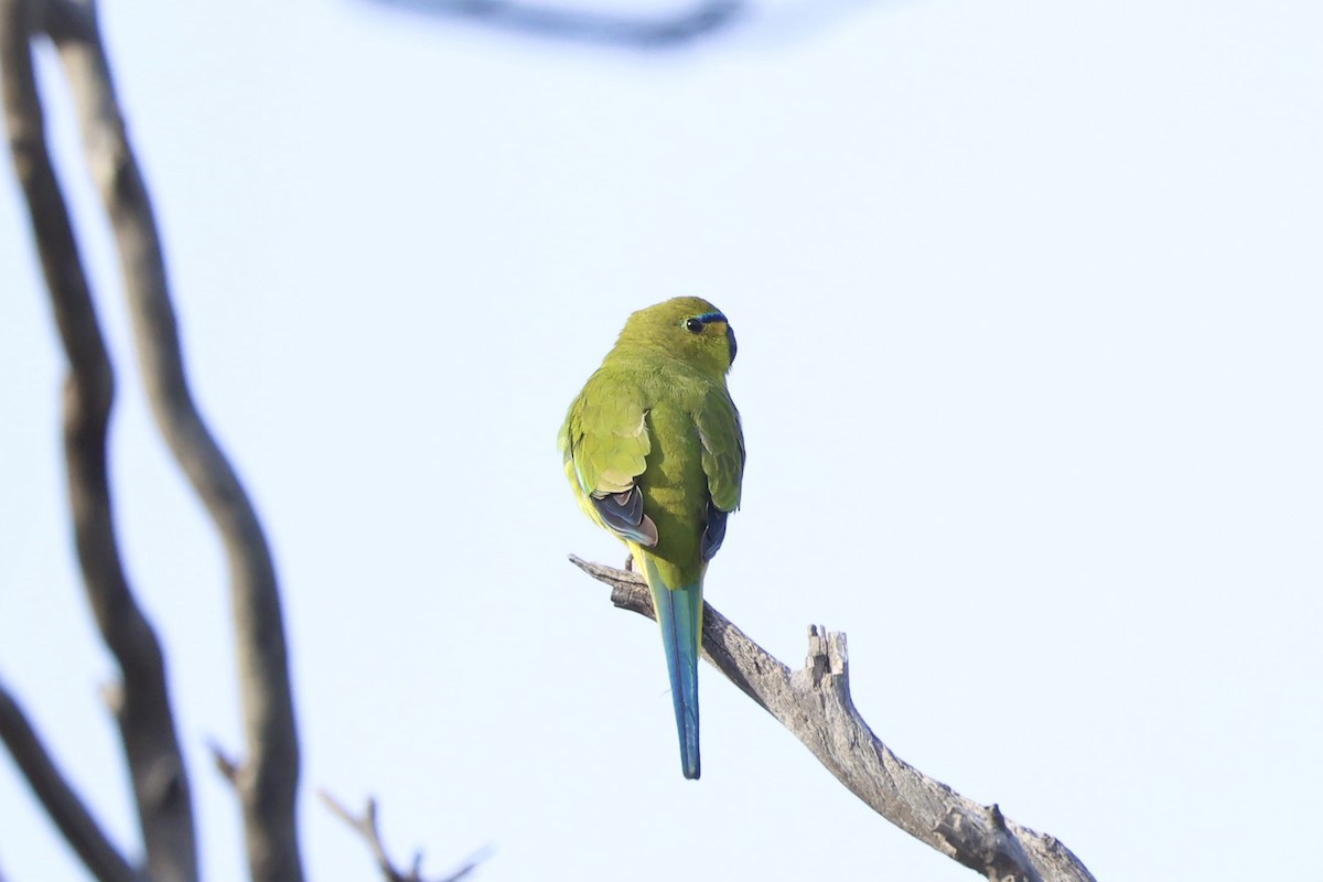 Elegant Parrot - ML637529645