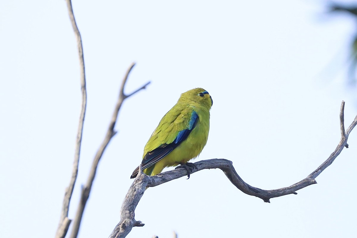 Elegant Parrot - ML637529646