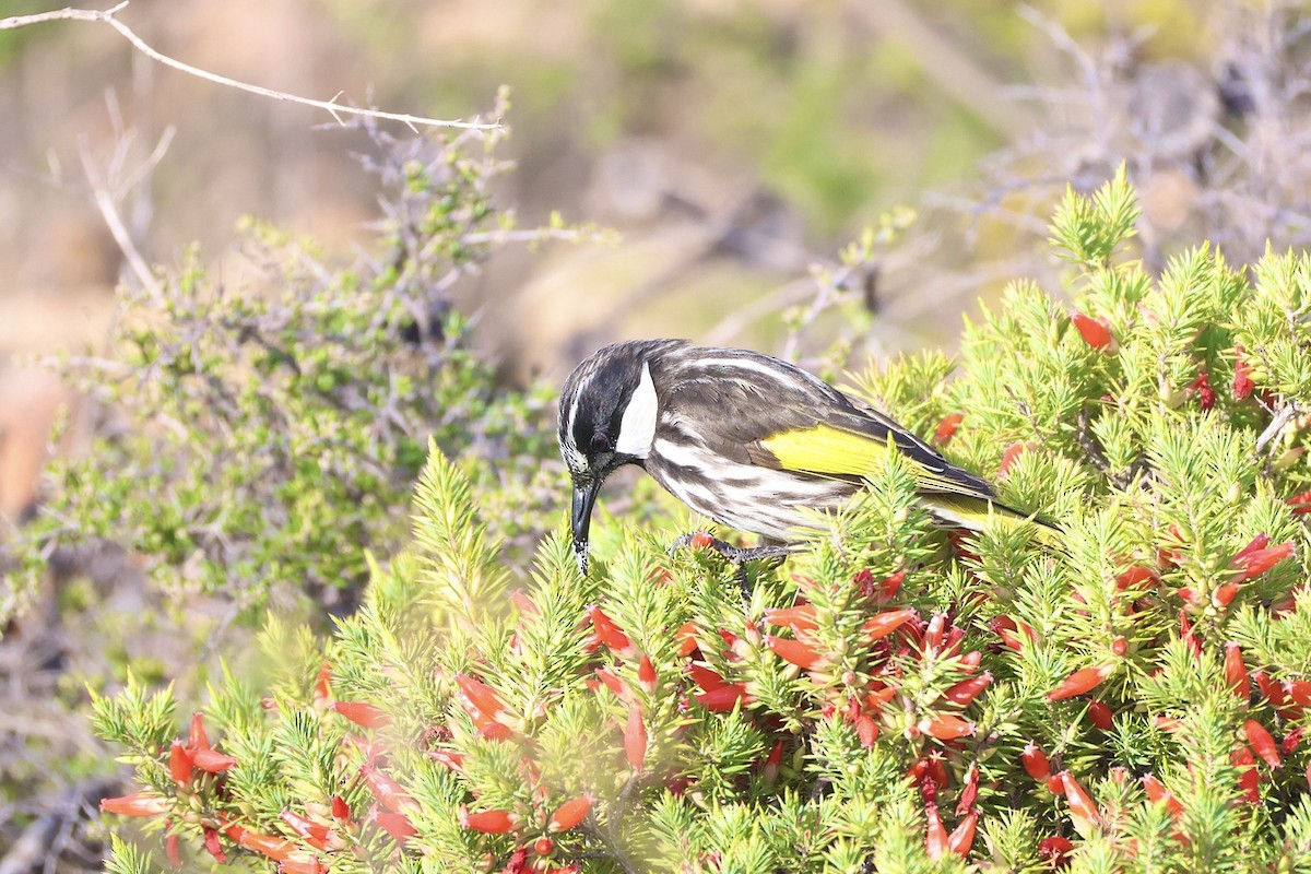 White-cheeked Honeyeater - ML637529647