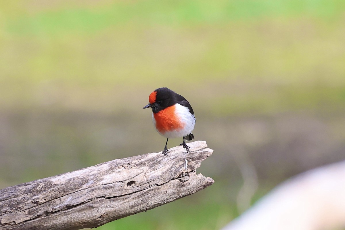 Red-capped Robin - ML637529652