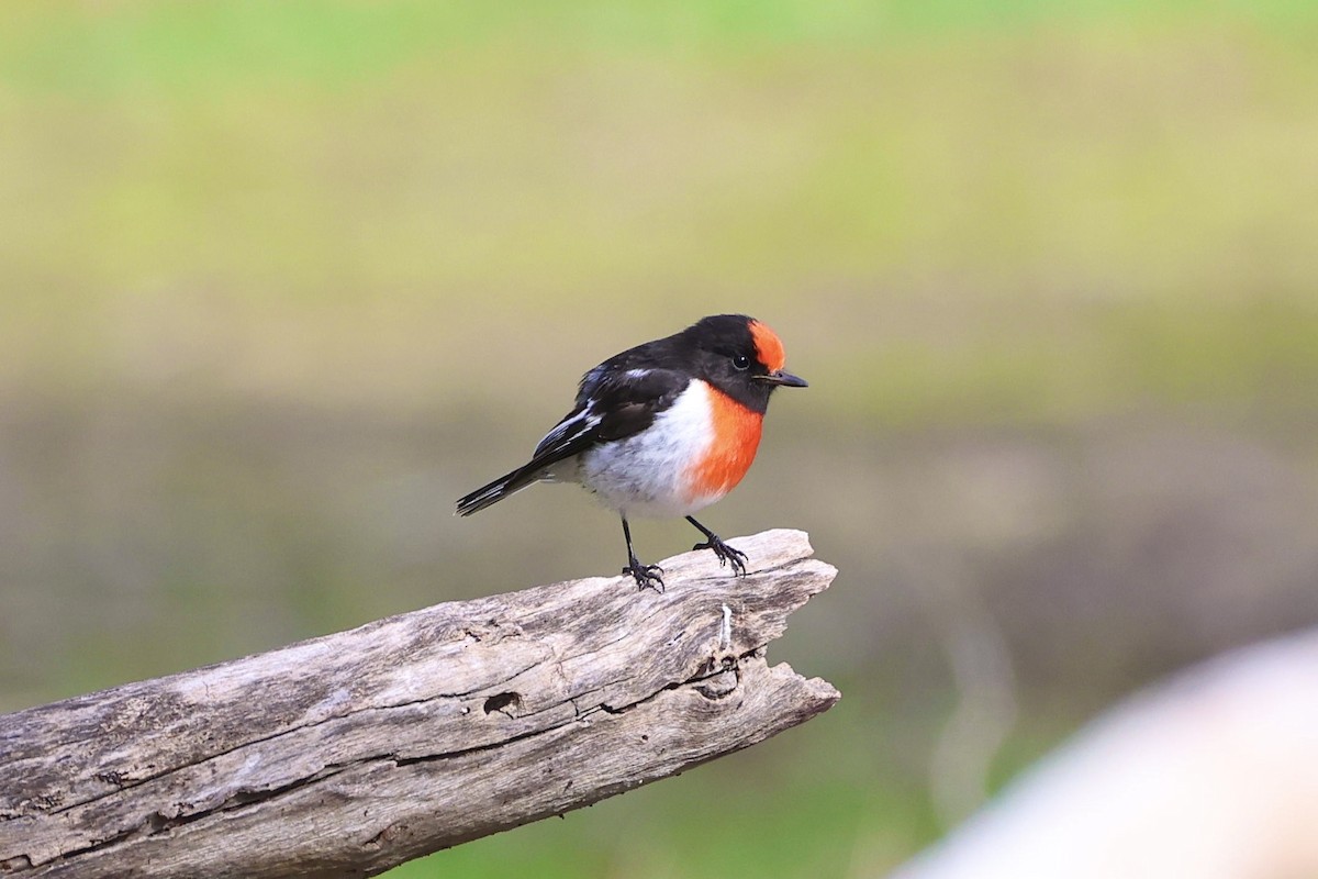 Red-capped Robin - ML637529653