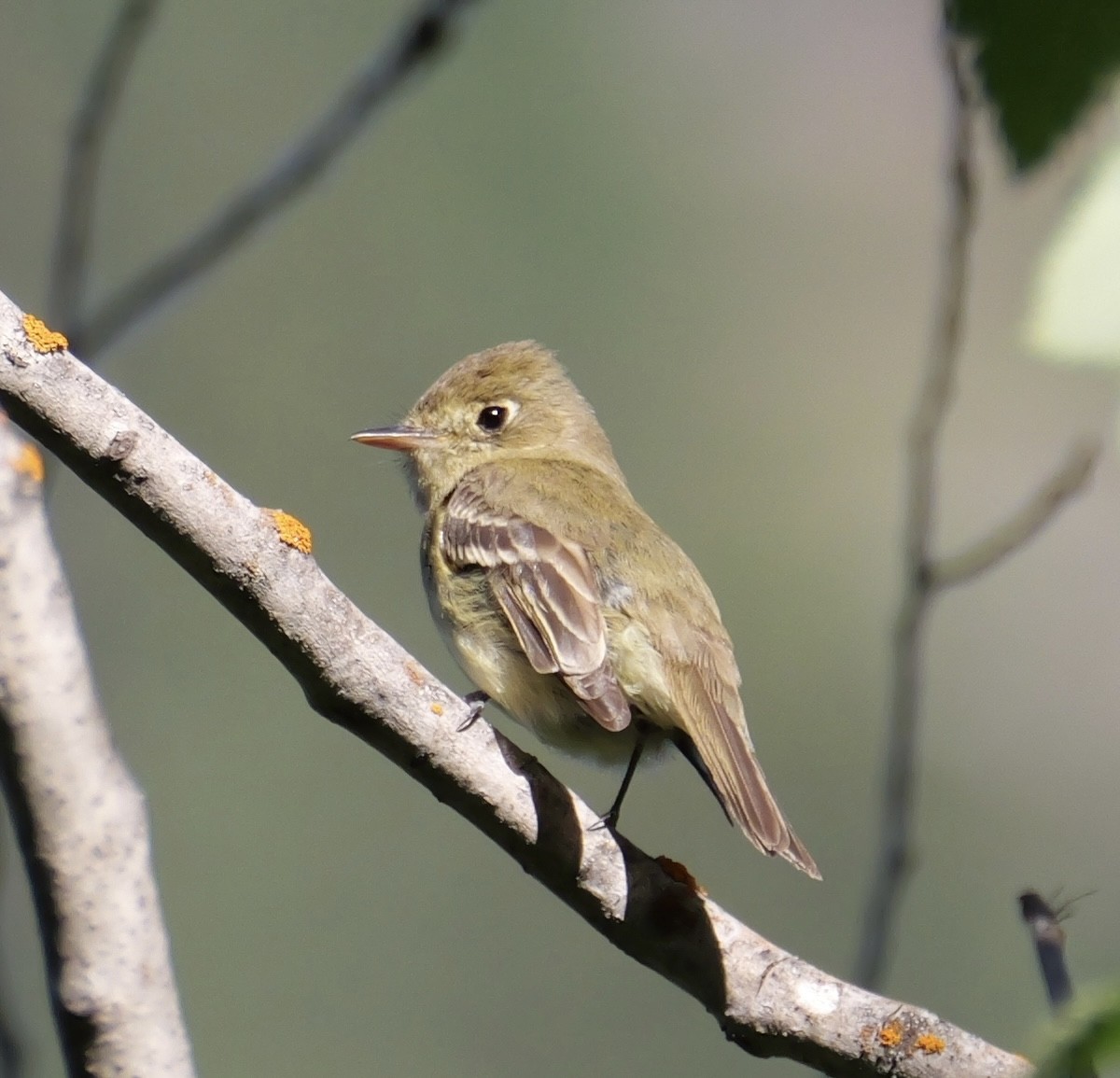 Western Flycatcher (Pacific-slope) - ML637529655