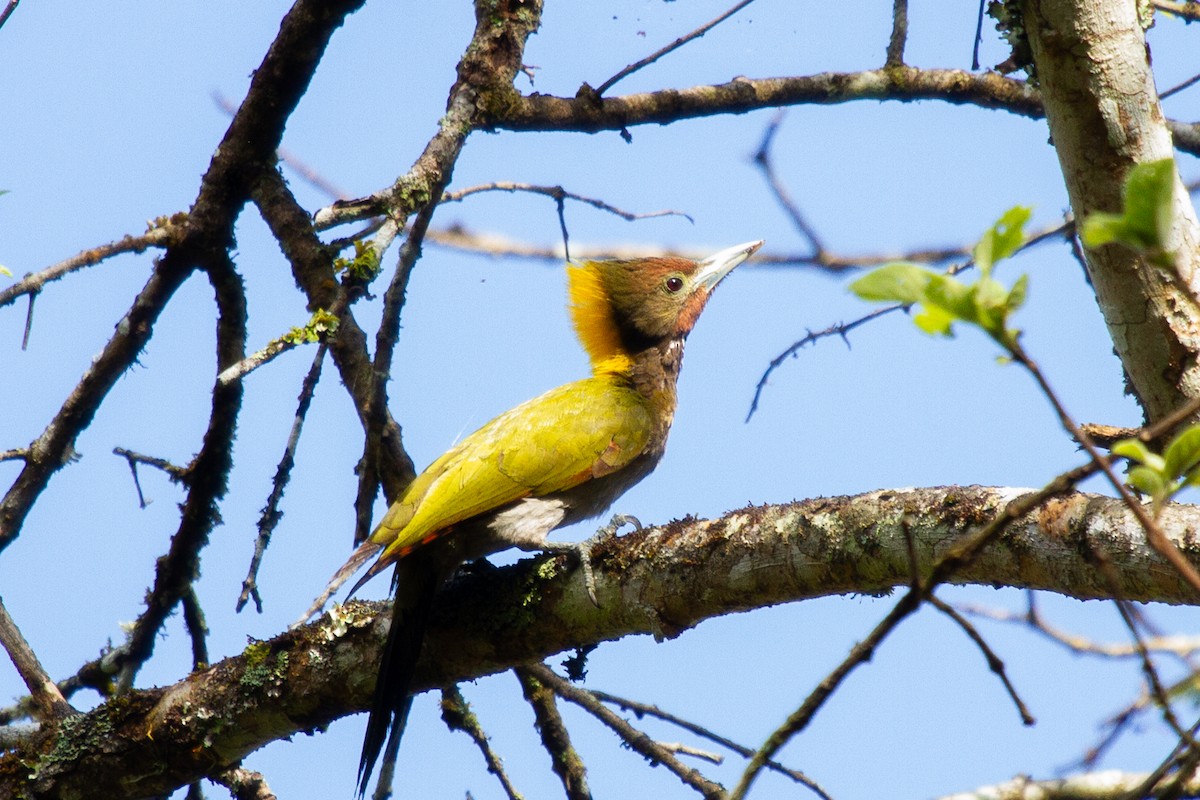 Greater Yellownape - ML637529658