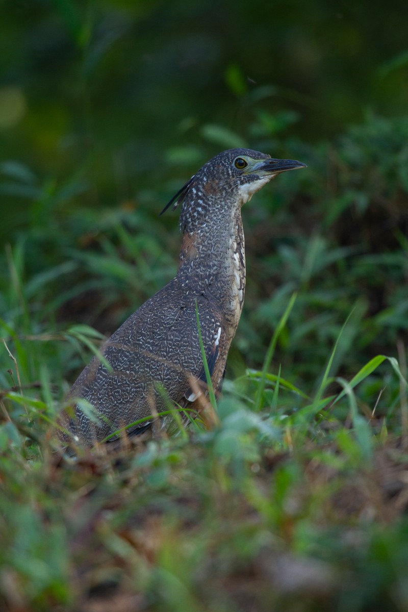 Malayan Night Heron - ML637529660