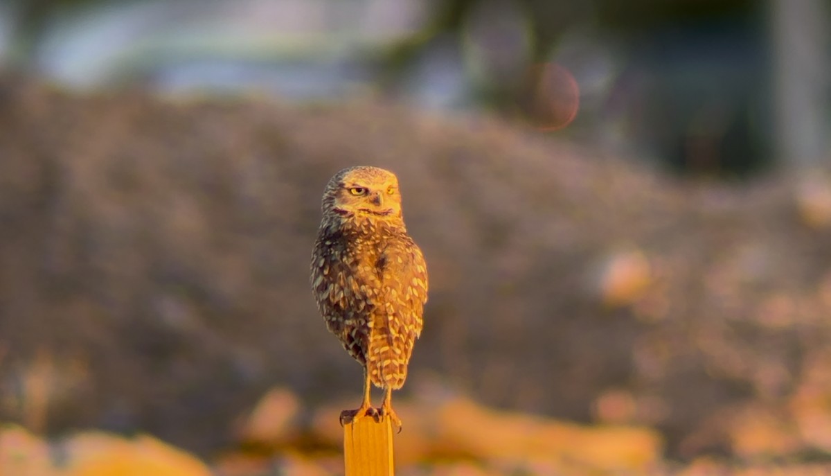 Burrowing Owl - ML637529664