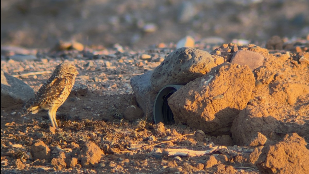 Burrowing Owl - ML637529665