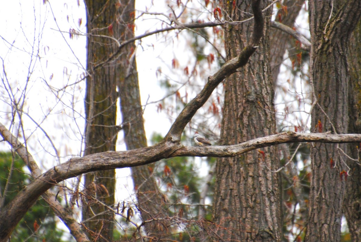 Scissor-tailed Flycatcher - ML637529666