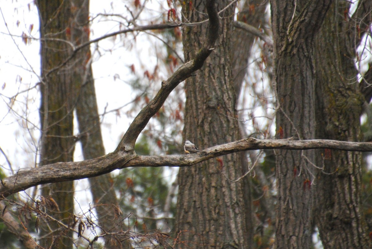 Scissor-tailed Flycatcher - ML637529667