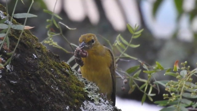 blodpiranga - ML637529686