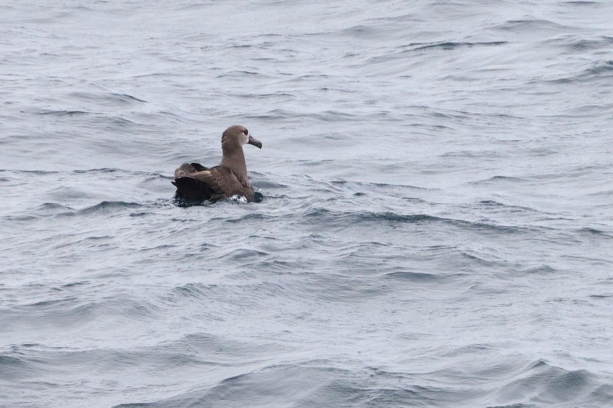 Schwarzfußalbatros - ML637529701
