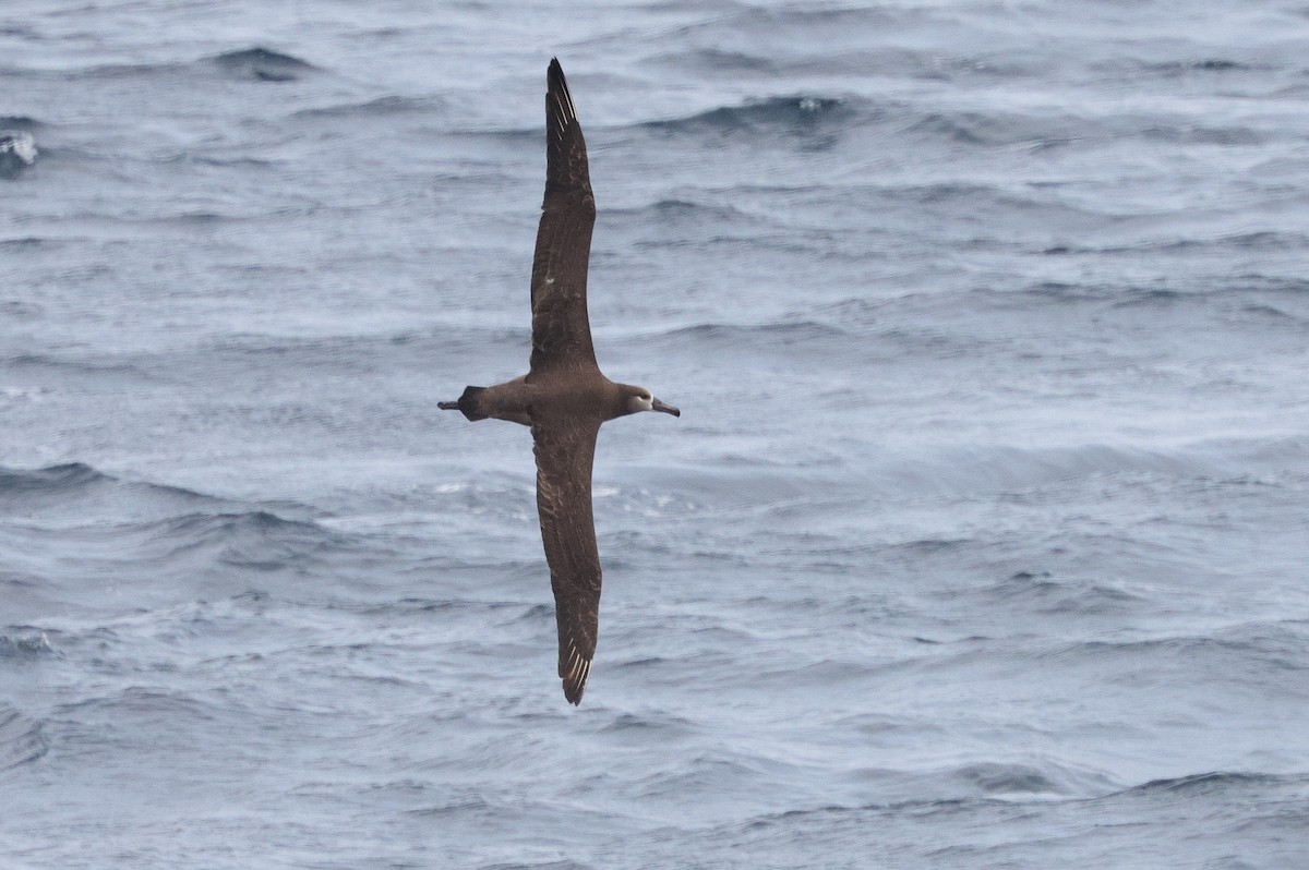 Schwarzfußalbatros - ML637529702