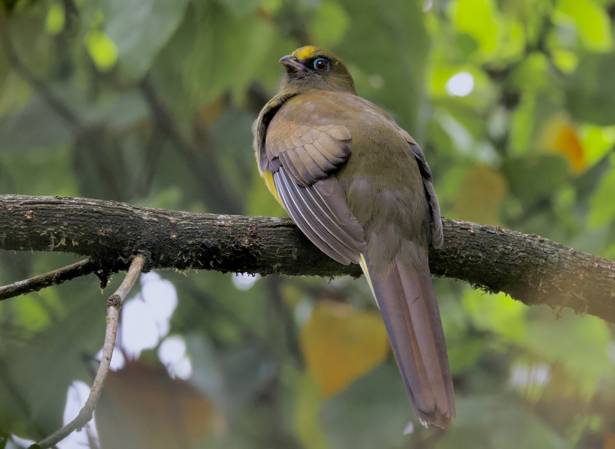 Rosenschwanztrogon - ML637529705