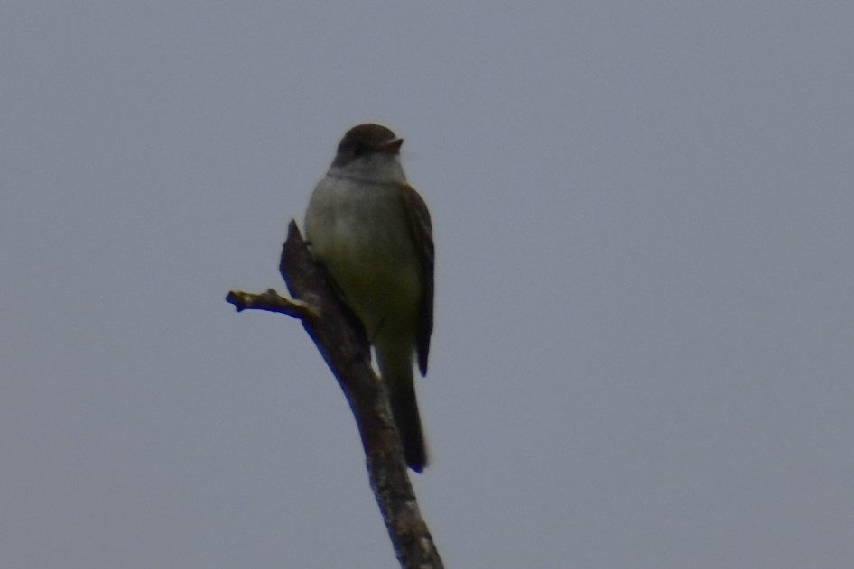 Weidenschnäppertyrann - ML637529723