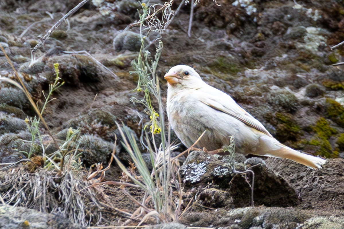 House Finch - ML637529726