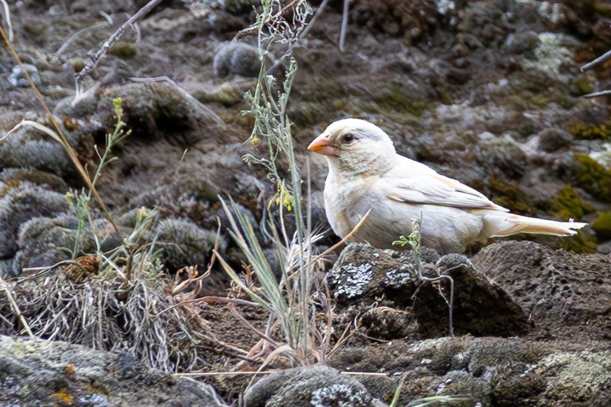 House Finch - ML637529727