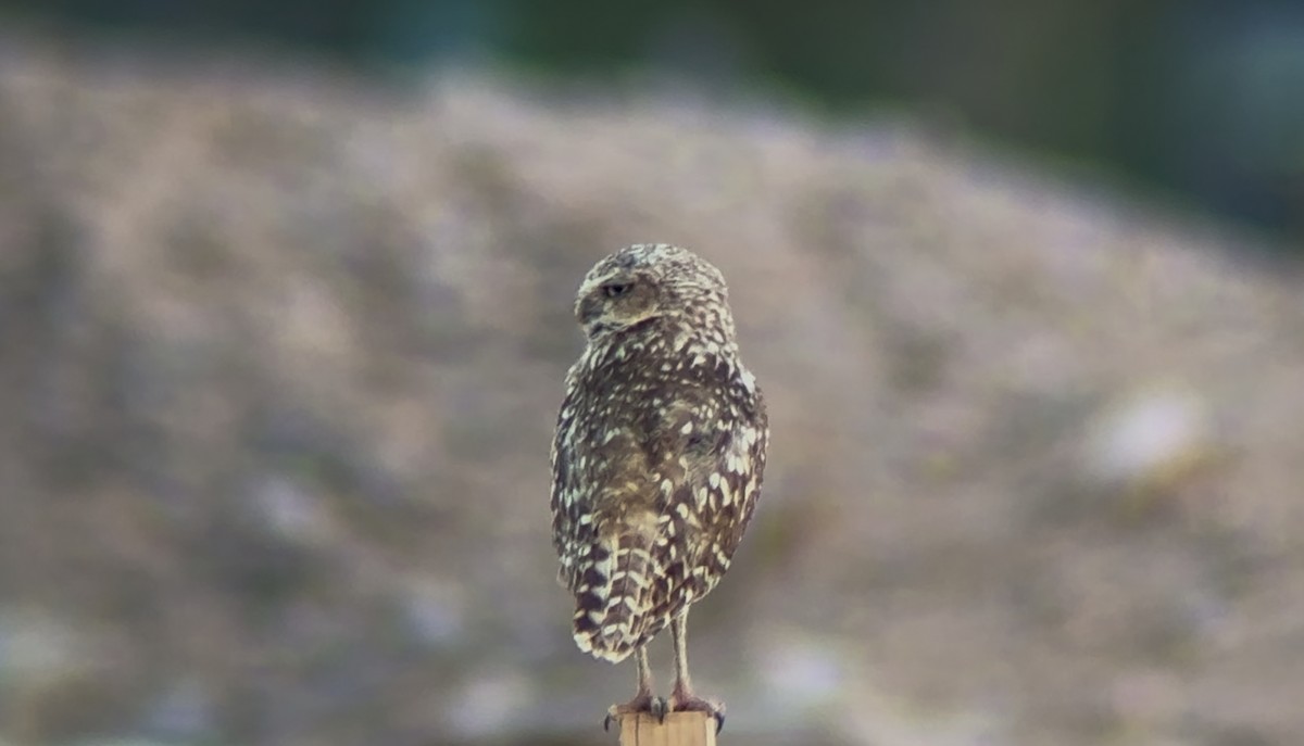 Burrowing Owl - ML637529729