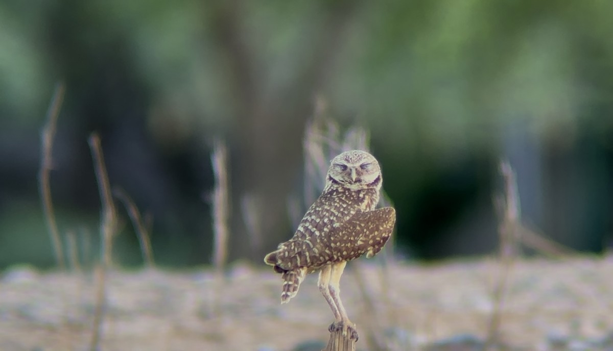 Burrowing Owl - ML637529731
