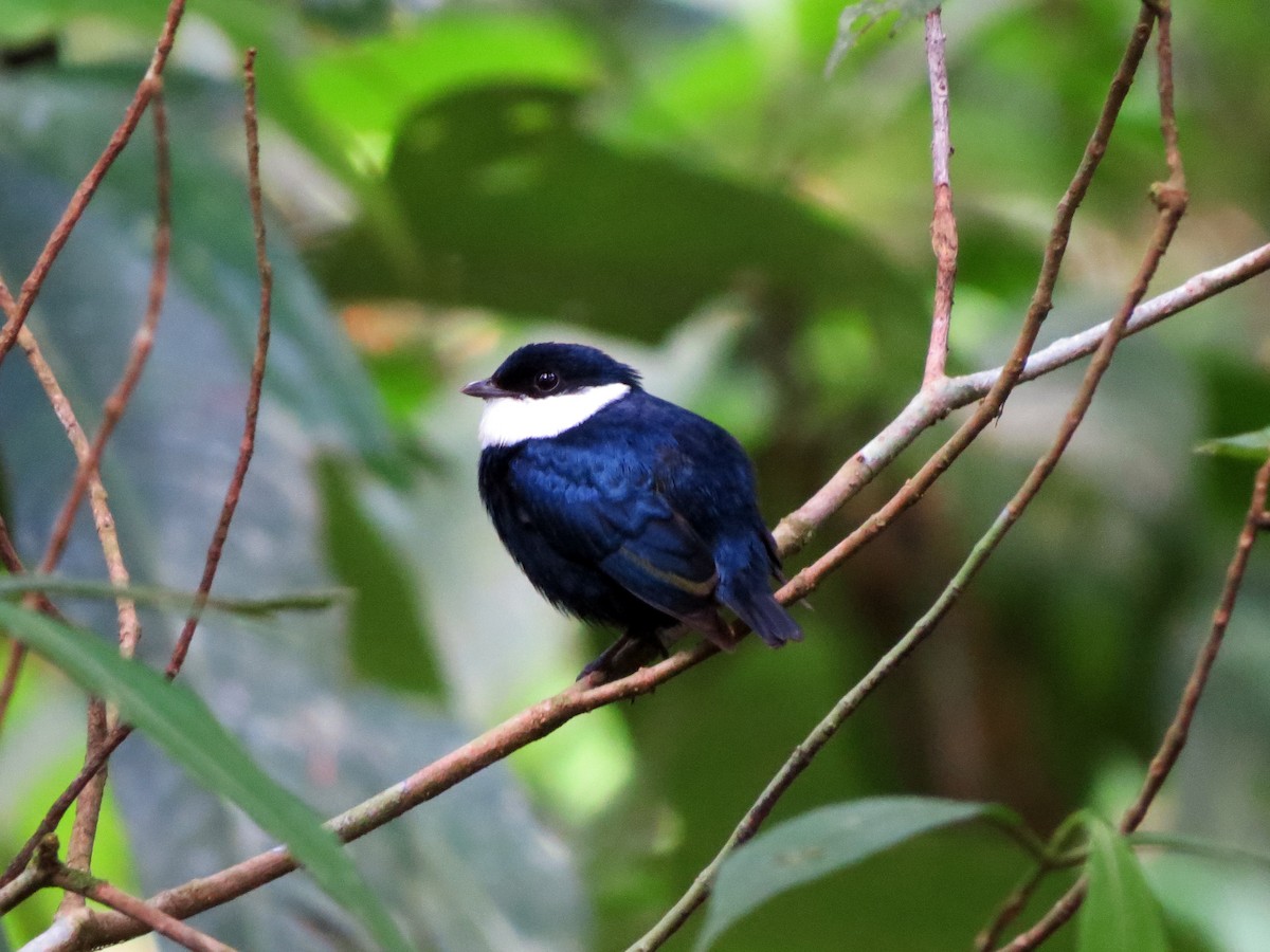 White-ruffed Manakin - ML637529752