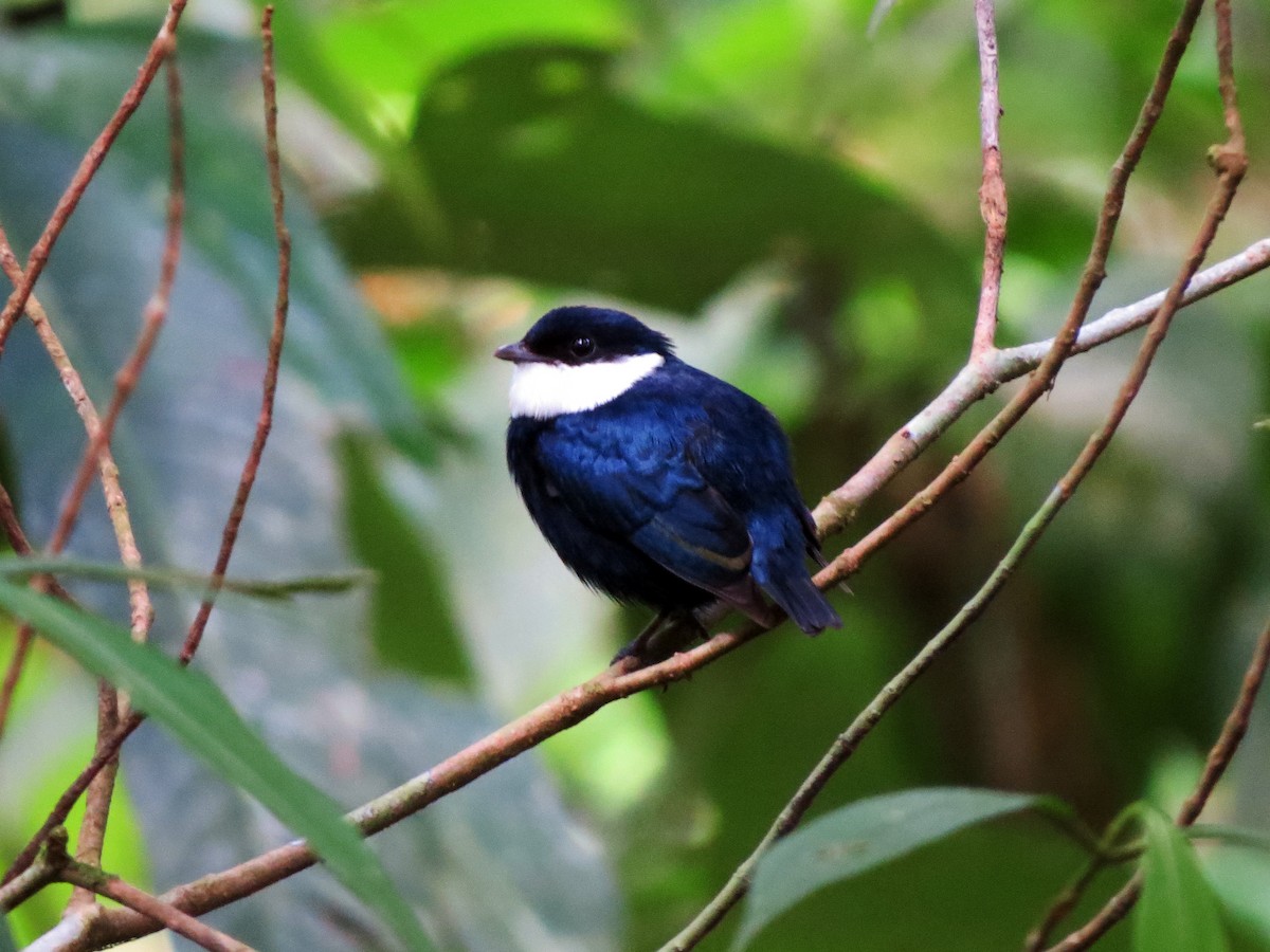 White-ruffed Manakin - ML637529753