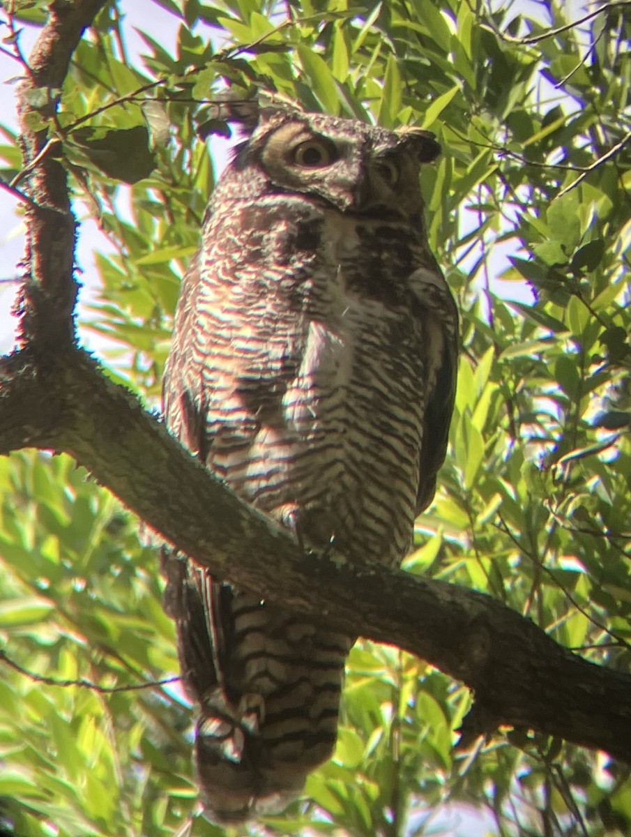Great Horned Owl - ML637529762