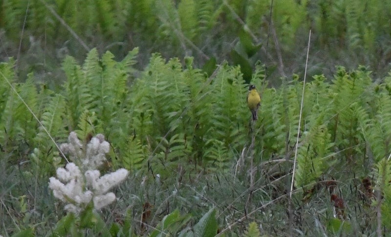 Yellow-breasted Bunting - ML637529766