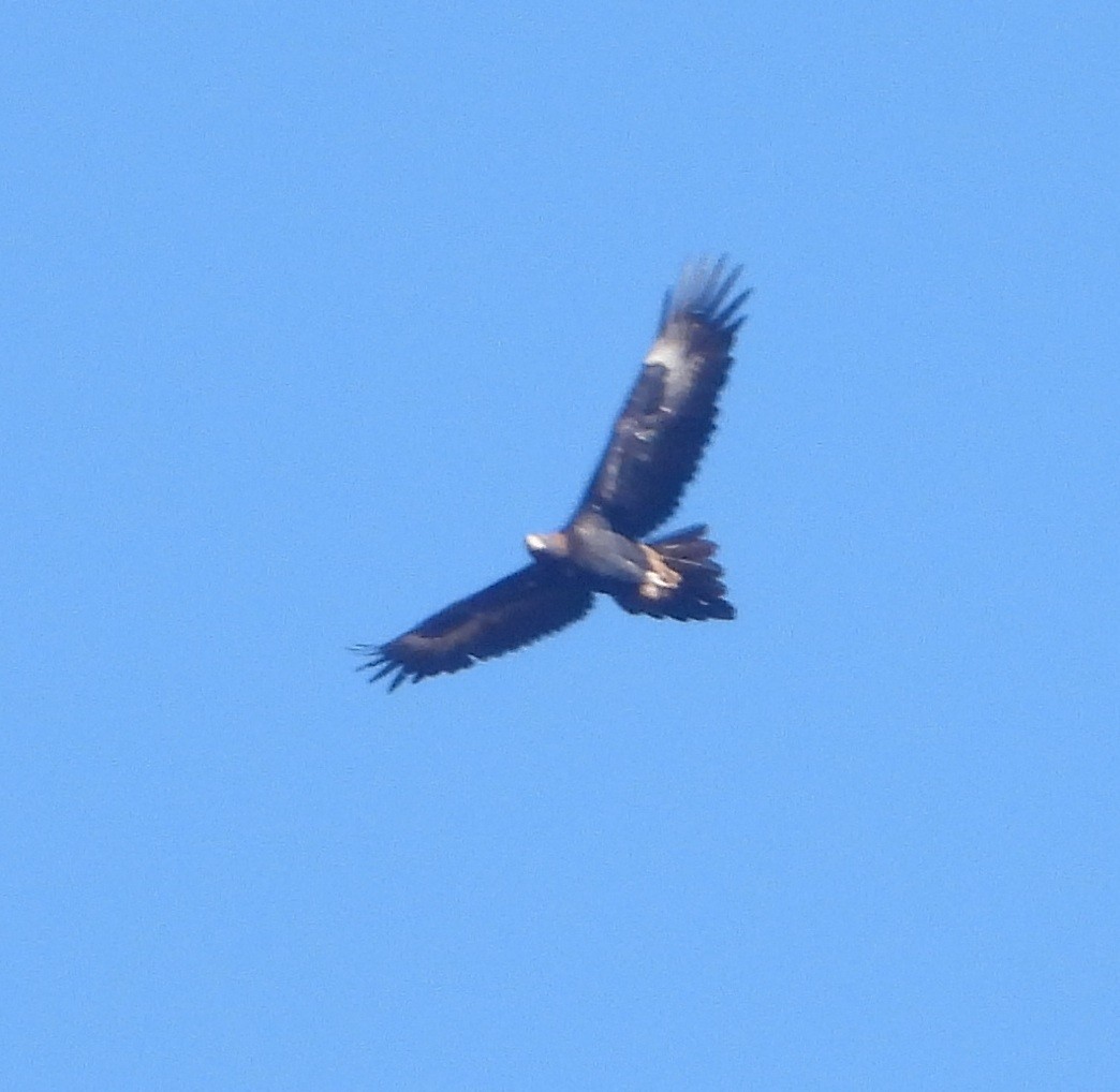Wedge-tailed Eagle - ML637529768