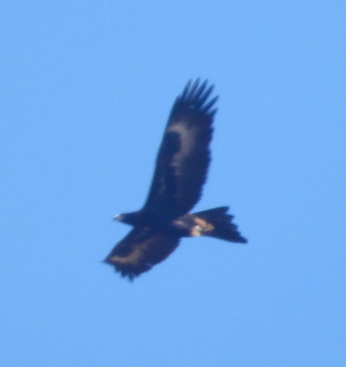Wedge-tailed Eagle - ML637529769