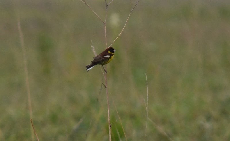 Yellow-breasted Bunting - ML637529771