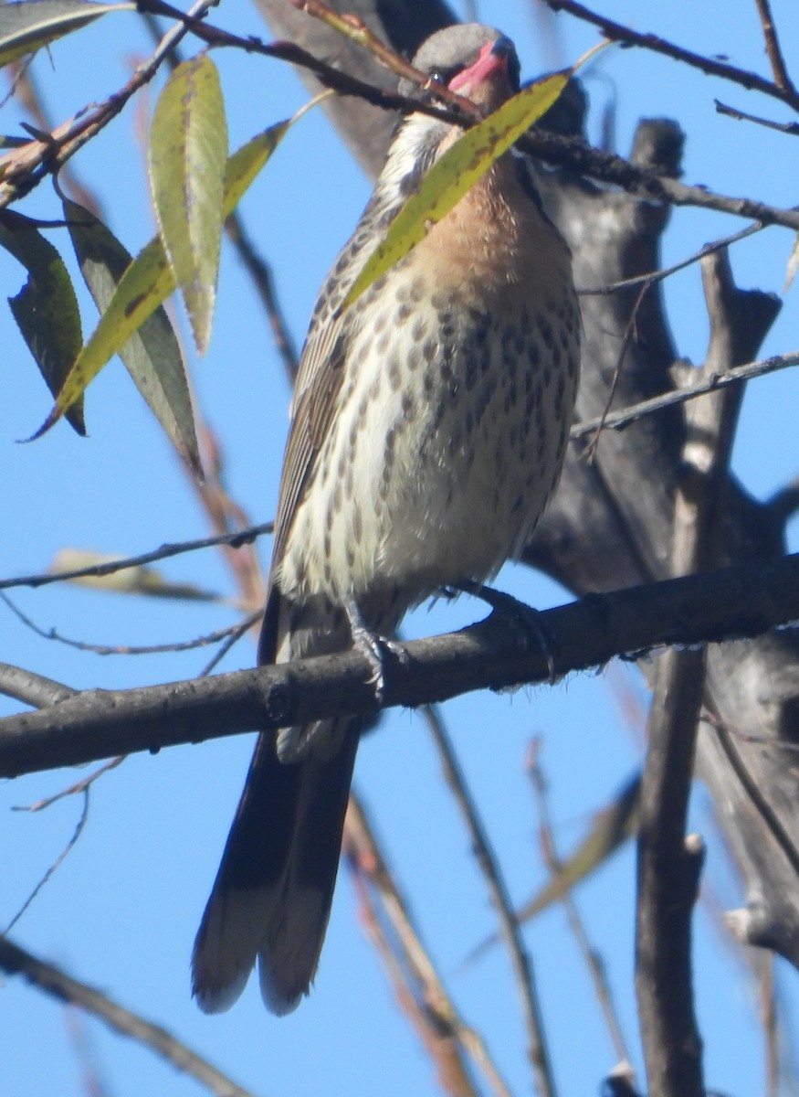 Spiny-cheeked Honeyeater - ML637529772