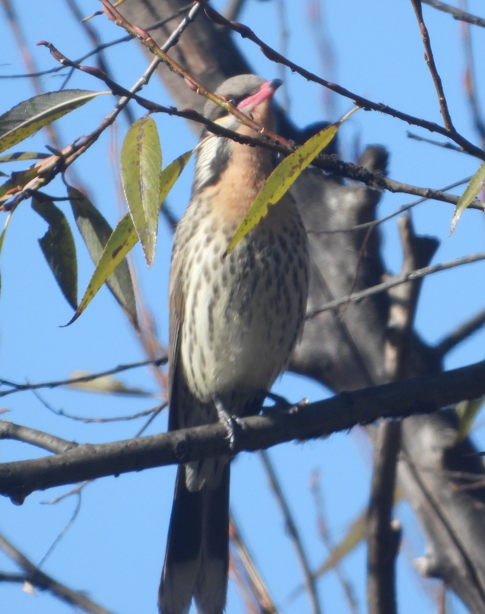 Spiny-cheeked Honeyeater - ML637529773